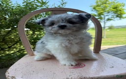 Pomapoo dogs for sale: Mason - Image 9
