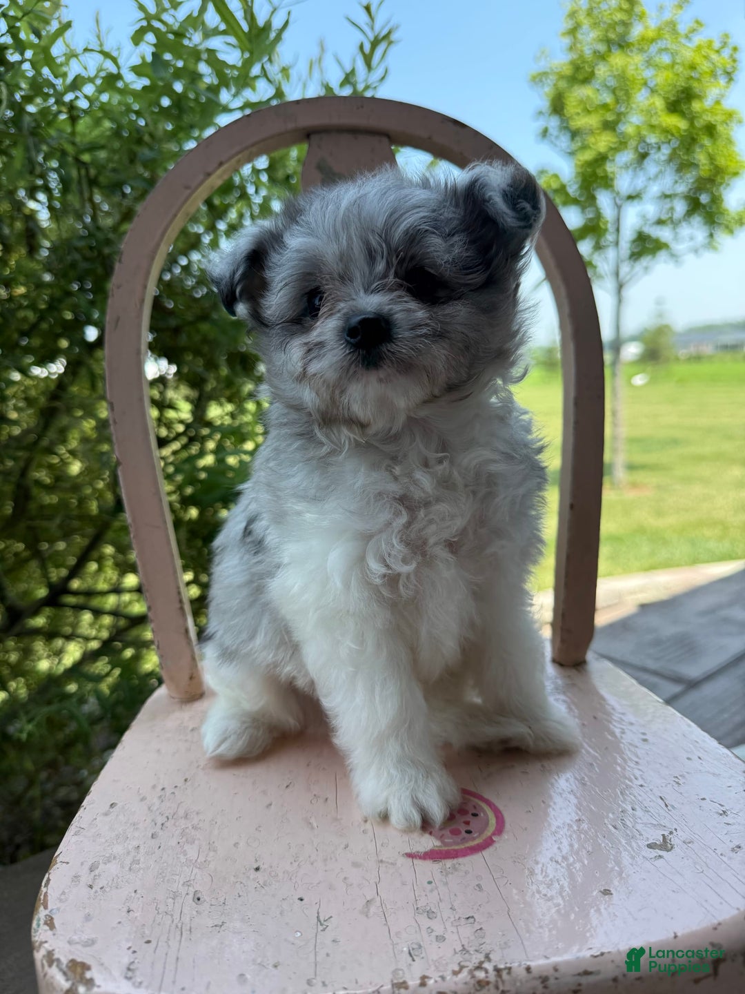 Pomapoo dogs for sale: Mason - Image 9