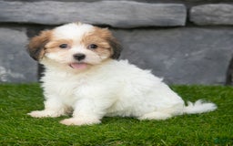 Havanese dogs for sale: Clover - Image 2