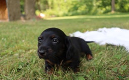 Miniature Dachshund dogs for sale: Mace - Image 5