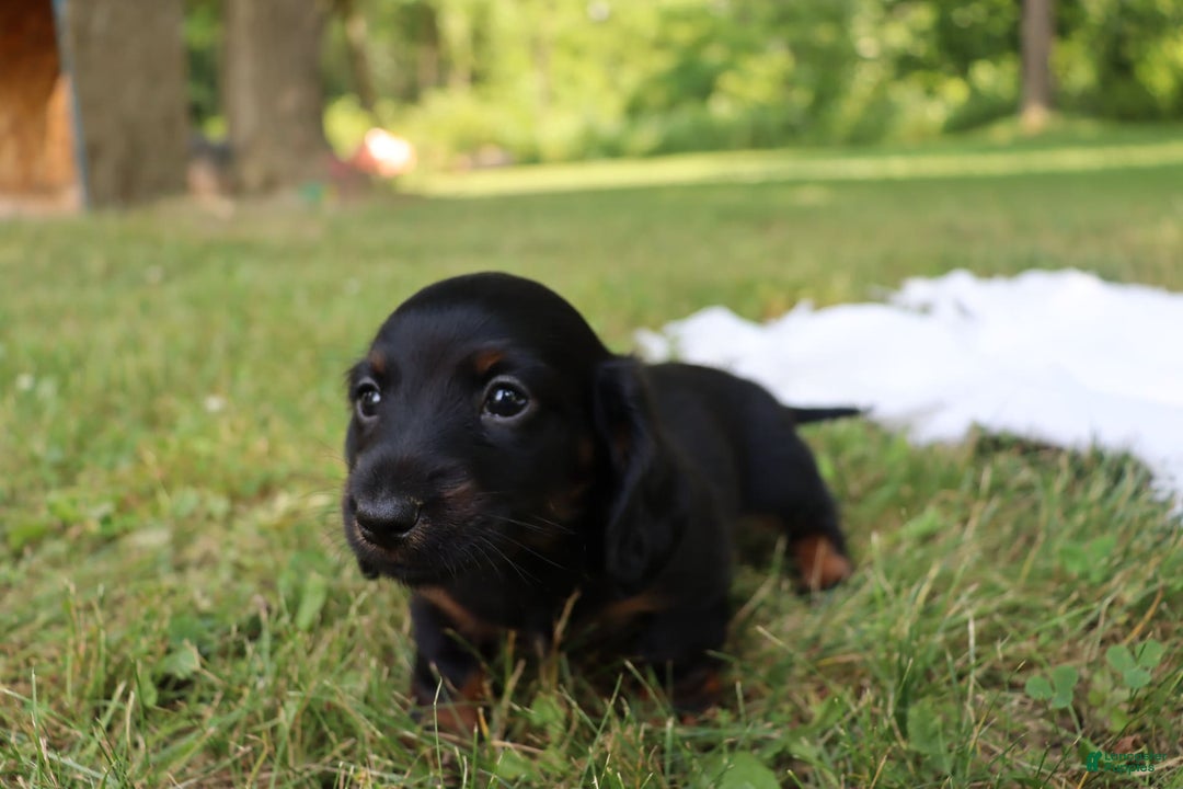 Miniature Dachshund dogs for sale: Mace - Image 5