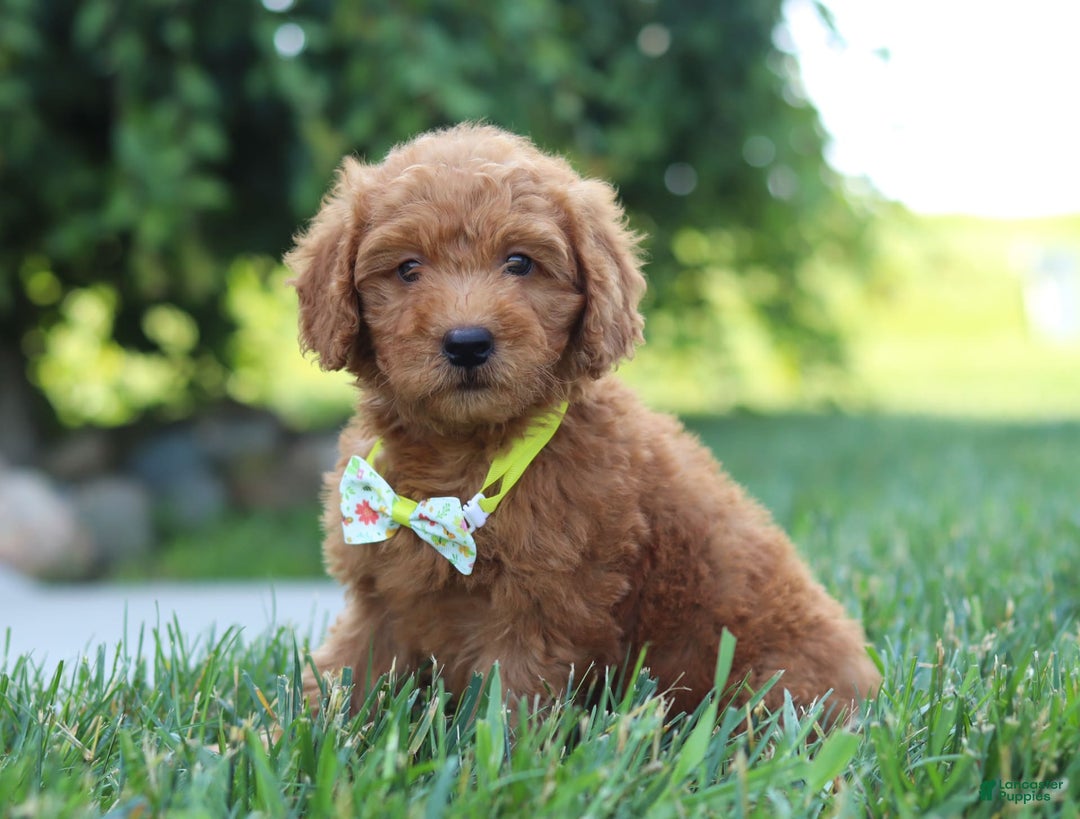Mini Goldendoodle dogs for sale: Farley - Image 1