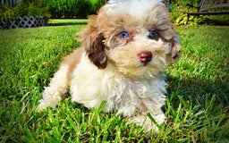 Havapoo dogs for sale: Gabby - Image 7