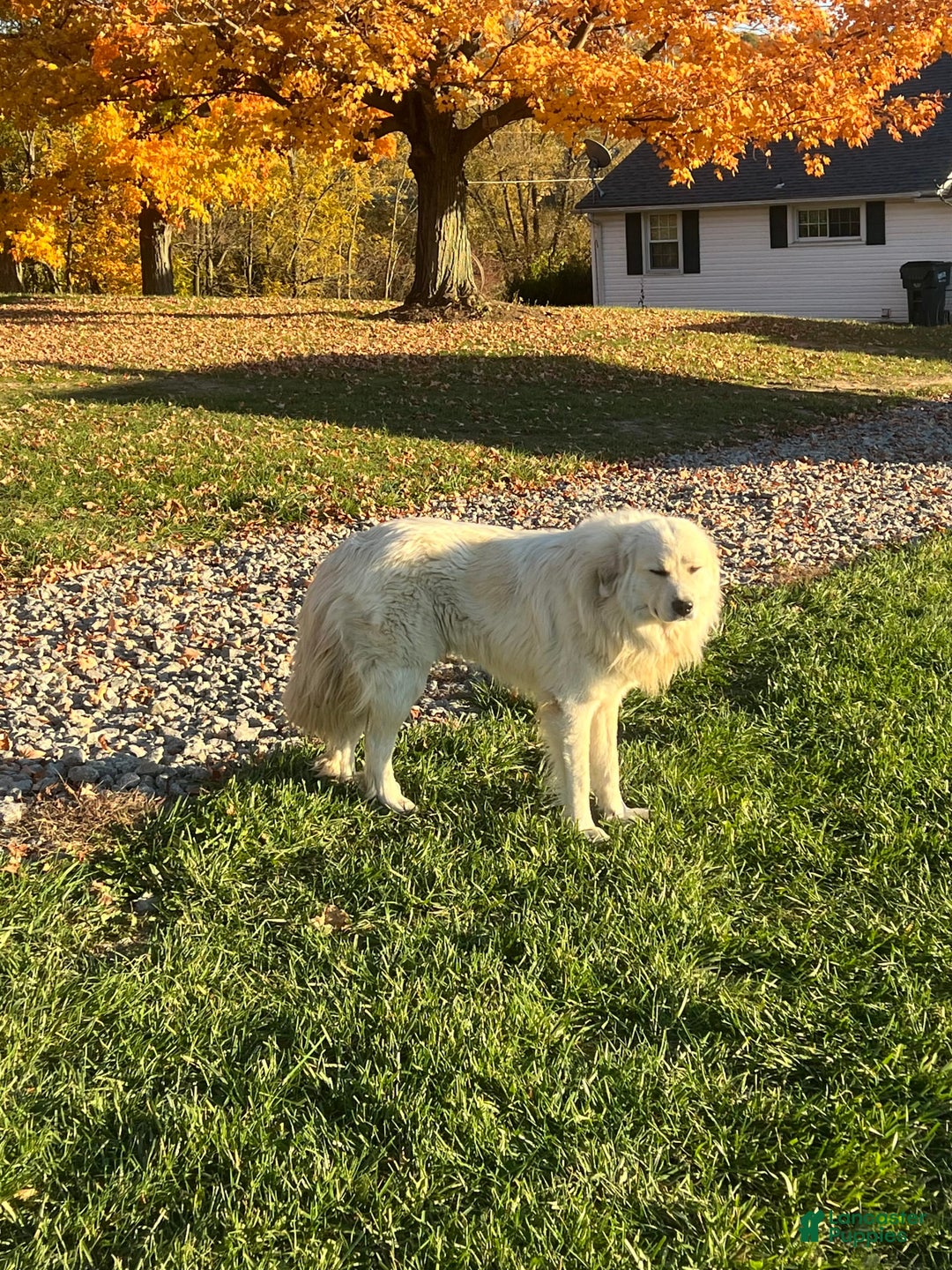 Great Pyrenees dogs for sale: Maverick - Image 3