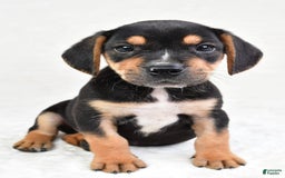 Beabull dogs for sale: Theo - Image 7