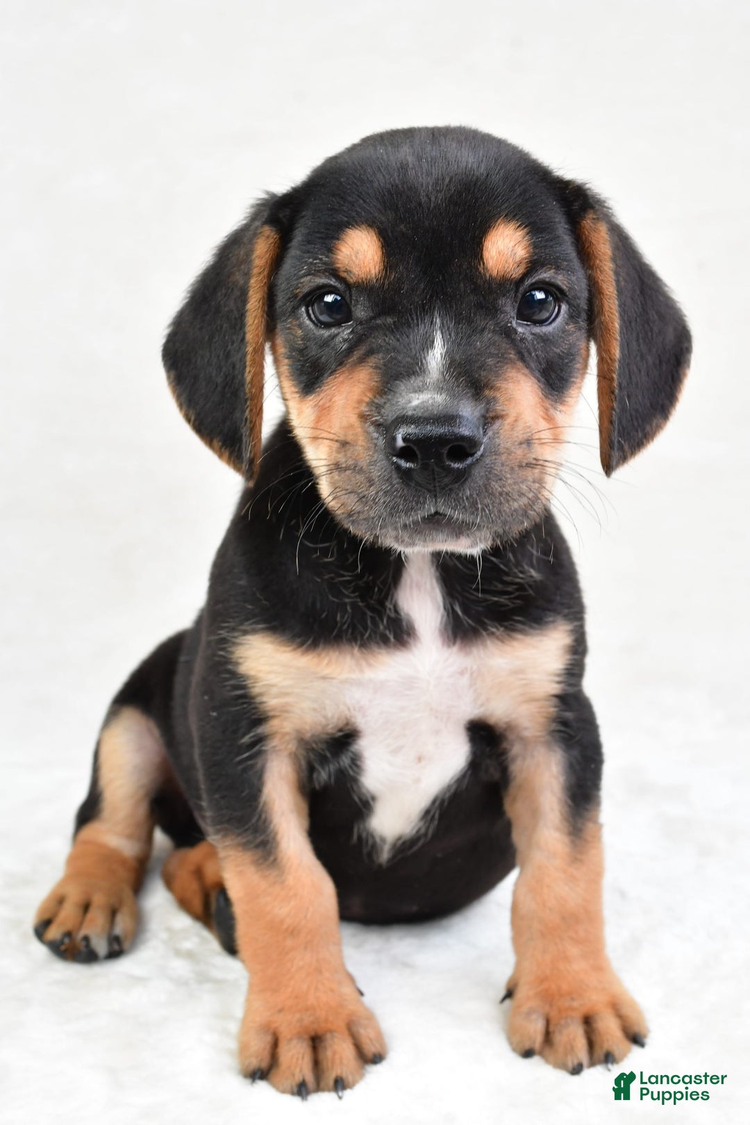 Beabull dogs for sale: Theo - Image 7