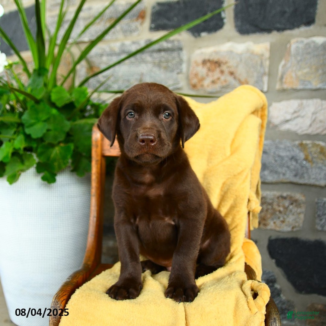 Labrador Retriever dogs for sale: Coffee - Image 4