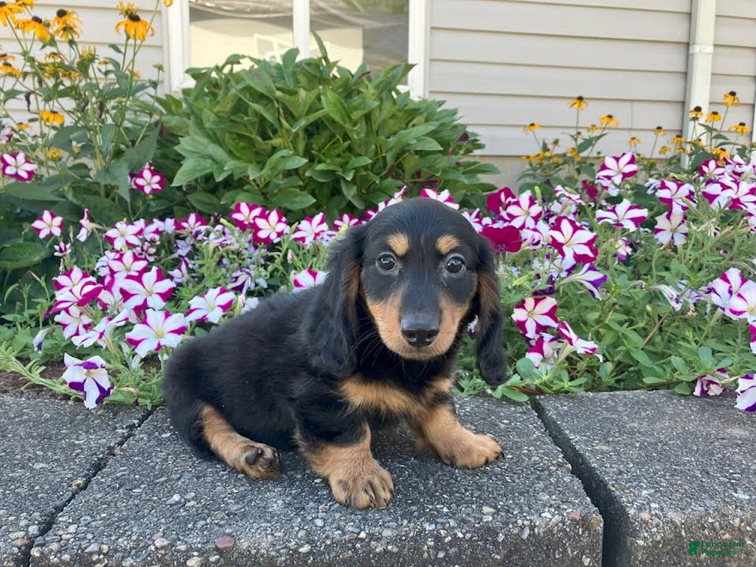 Miniature Dachshund dogs for sale: Mason - Image 10