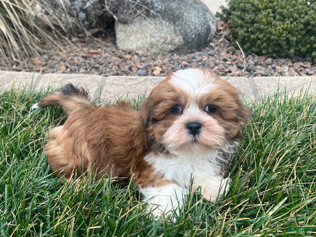 Lhasa Apso dogs for sale: Teddy - Image 7
