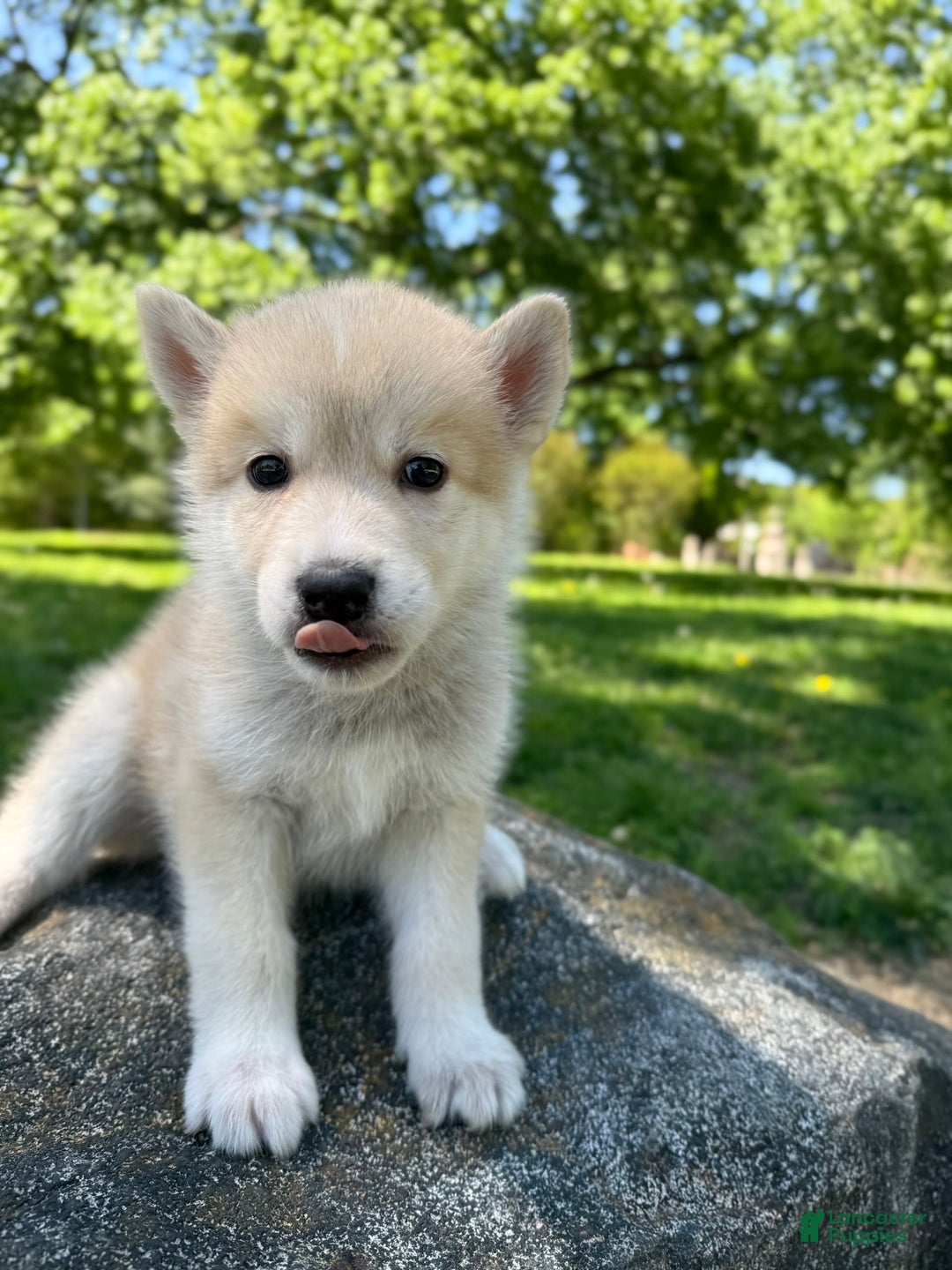 categoriesInfo:categoryAttributeOptions.pets.dogs.breed.akita dogs for sale: Champ - Image 34