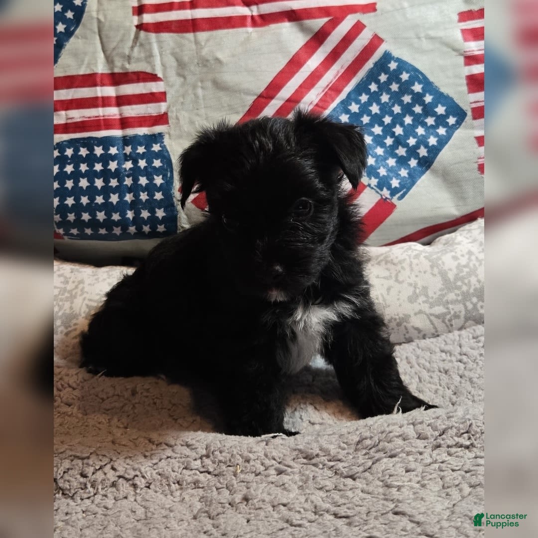 Morkie dogs for sale: Ryker - Image 1