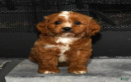 Cavapoo dogs for sale: Toby - Image 4