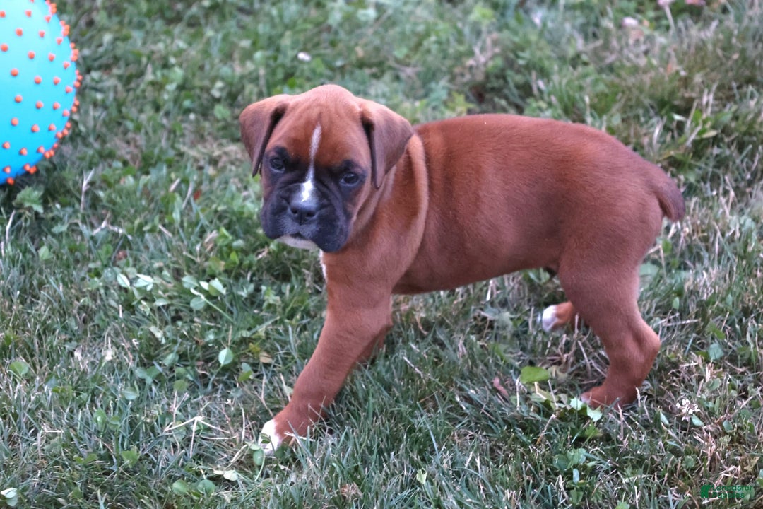 Boxer dogs for sale: Boxer 6 puppies - Image 3