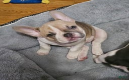 French Bulldog dogs for sale: April - Image 2