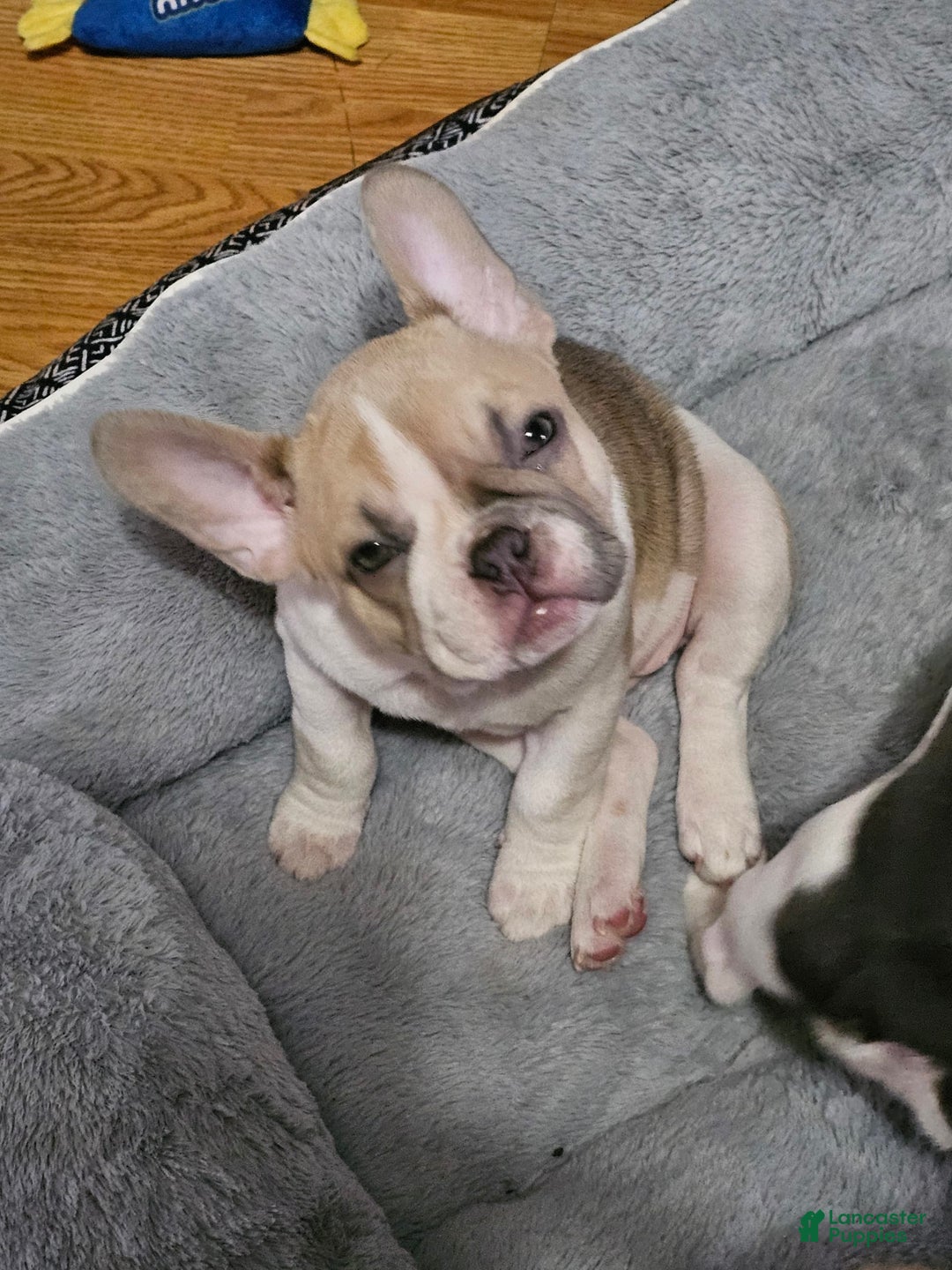 French Bulldog dogs for sale: April - Image 2