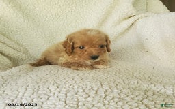 Mini Goldendoodle dogs for sale: Fiona - Image 2