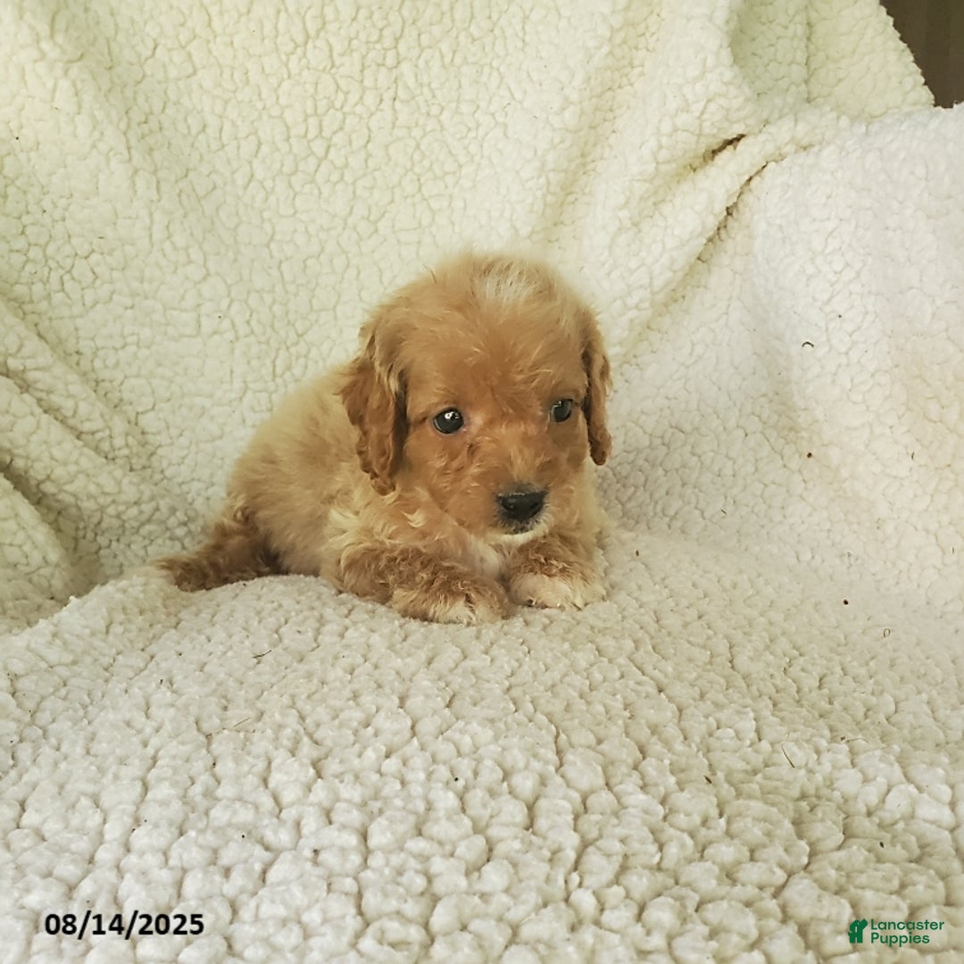 Mini Goldendoodle dogs for sale: Fiona - Image 2