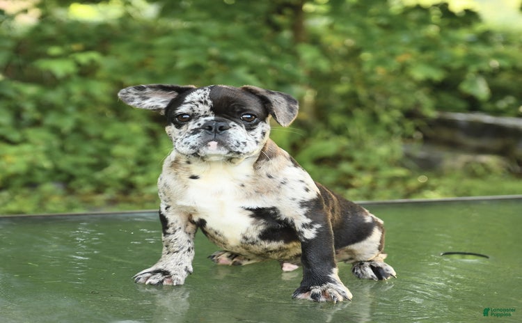 French Bulldog dogs for sale - Ad 1