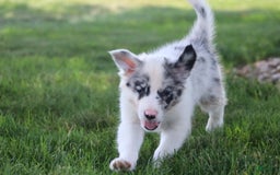 Border Collie dogs for sale: Lance - Image 8