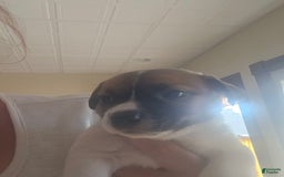 Jack Russell Terrier dogs for sale: Zoro - Image 1