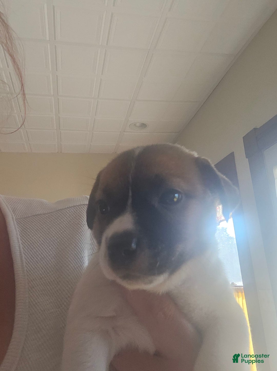 Jack Russell Terrier dogs for sale: Zoro - Image 1