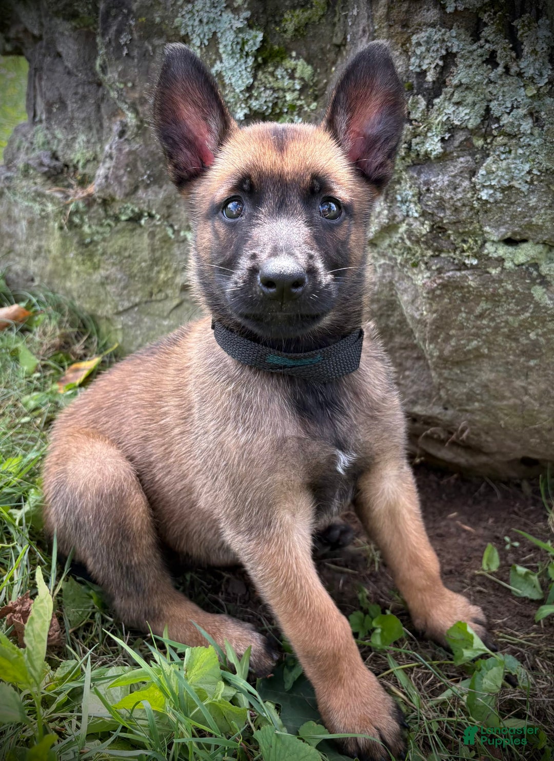 Belgian Malinois dogs for sale: Orla - Image 2