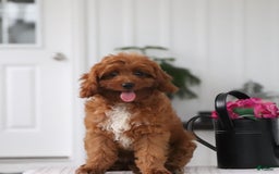 Cavapoo dogs for sale: Dora - Image 2