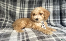 Cockapoo dogs for sale: Kam - Image 9
