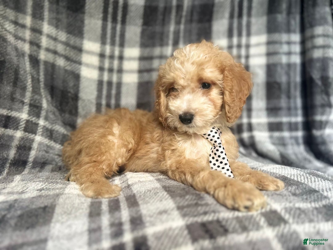 Cockapoo dogs for sale: Kam - Image 9
