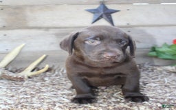 Labrador Retriever dogs for sale: Remington - Image 3