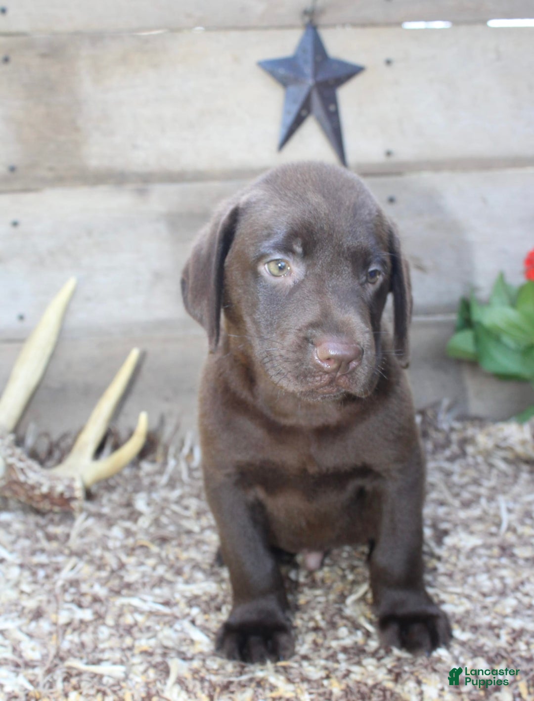 Labrador Retriever dogs for sale: Remington - Image 3