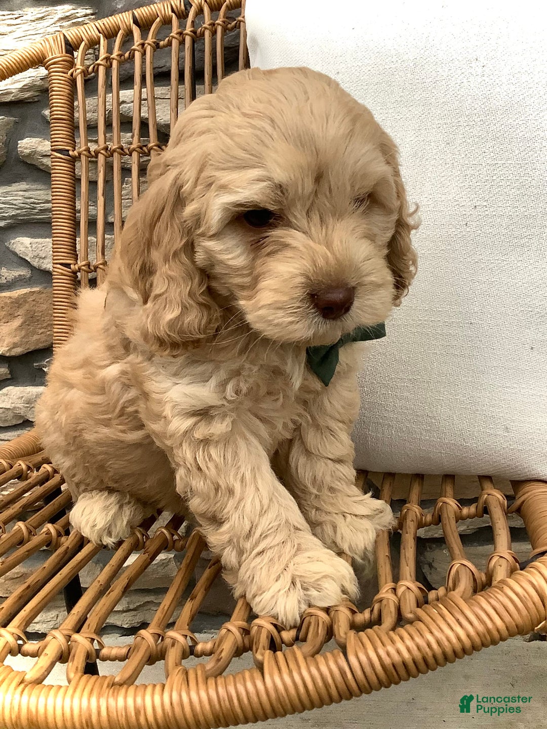 Cockapoo dogs for sale: Enzo - Image 9