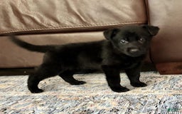 German Shepherd dogs for sale: Red - Image 1