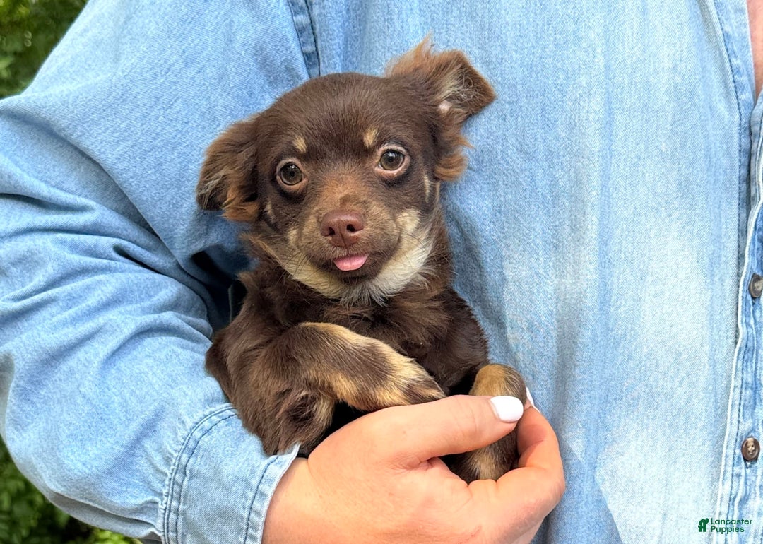 Chihuahua dogs for sale: Hershey - Image 13