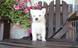 German Shepherd dogs for sale: Justin - Image 3