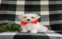Maltese dogs for sale: Griffith - Image 10