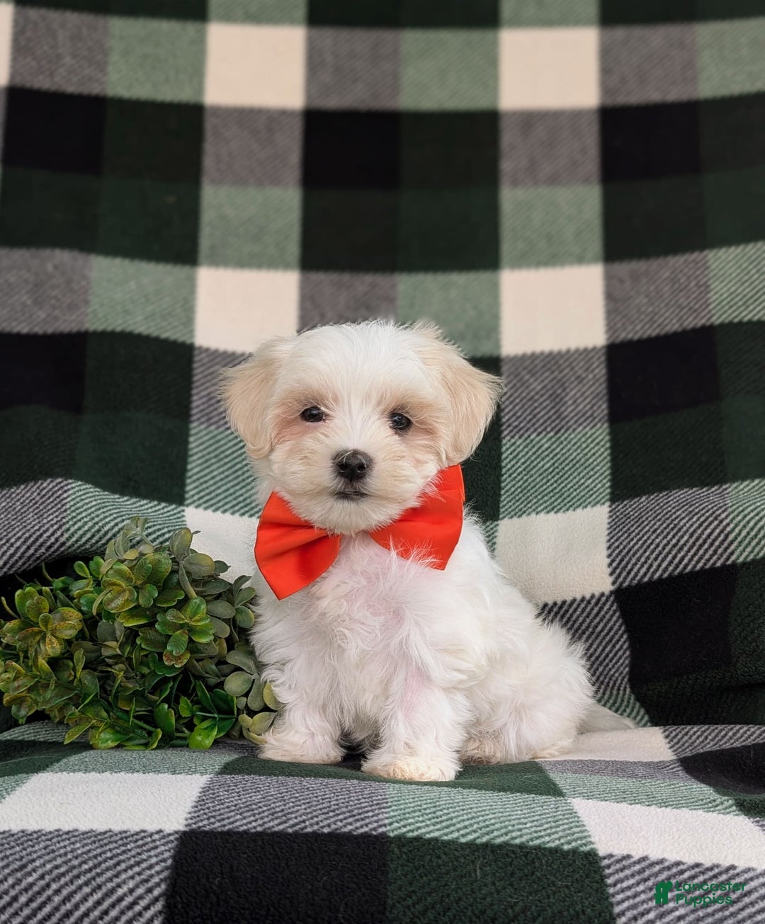 Maltese dogs for sale: Griffith - Image 10