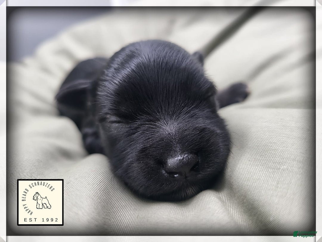 Miniature Schnauzer dogs for sale: Walter - Image 12