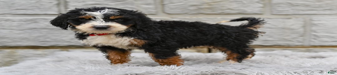 Lola