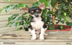 Rat Terrier dogs for sale: Rover - Image 4