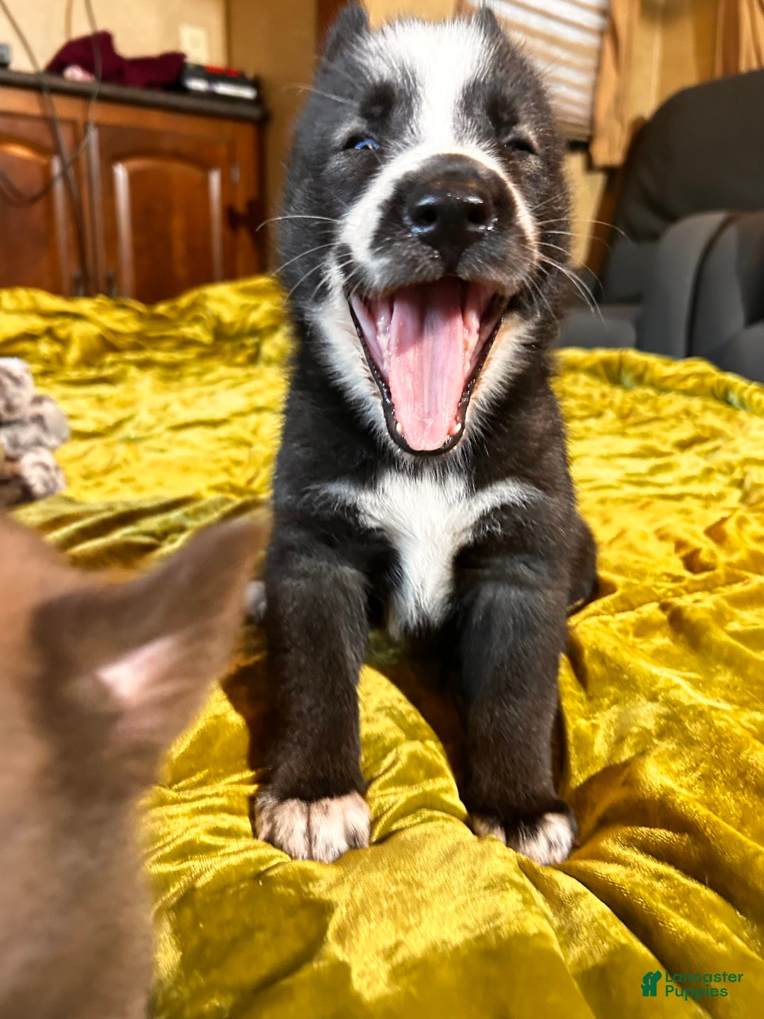 Gerberian Shepsky dogs for sale: Panda Bear - Image 9
