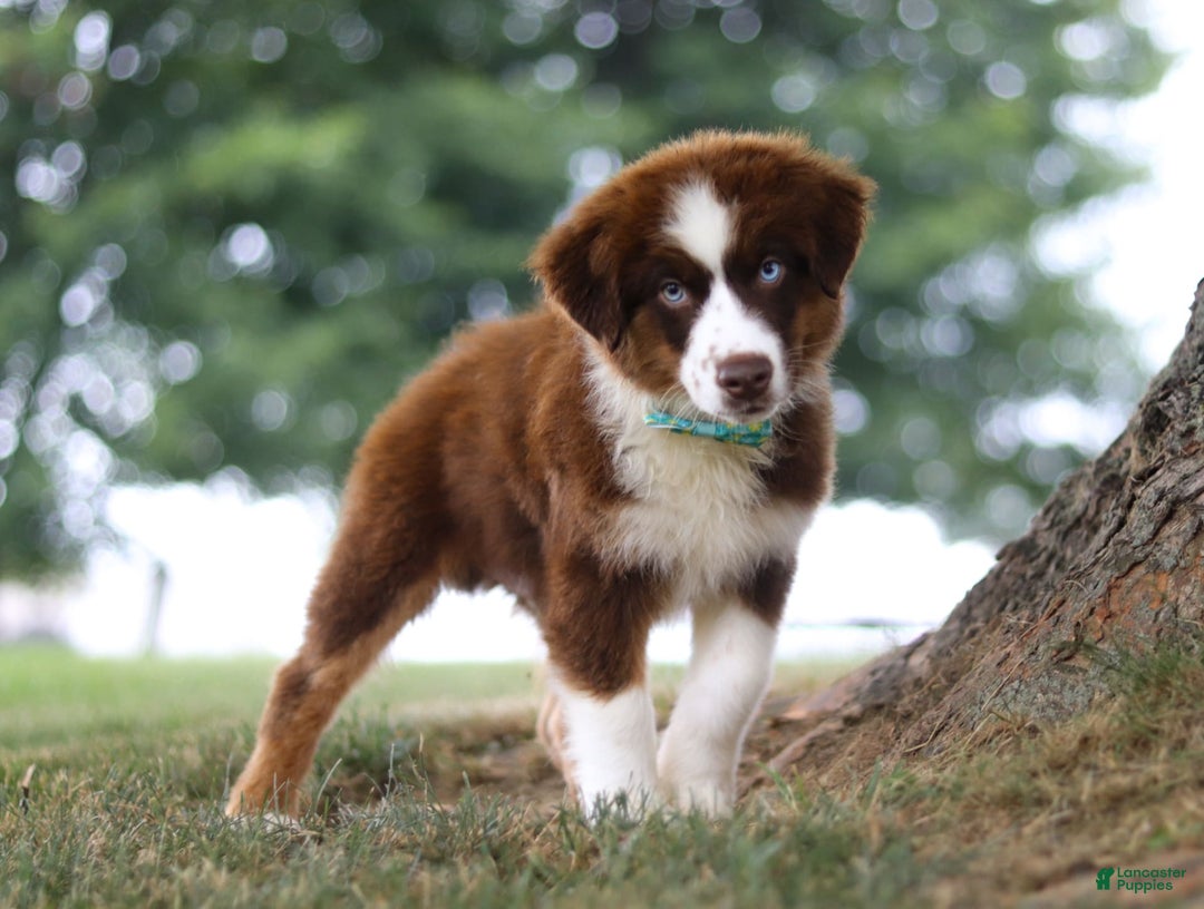 Australian Shepherd dogs for sale: Snorkel - Image 12