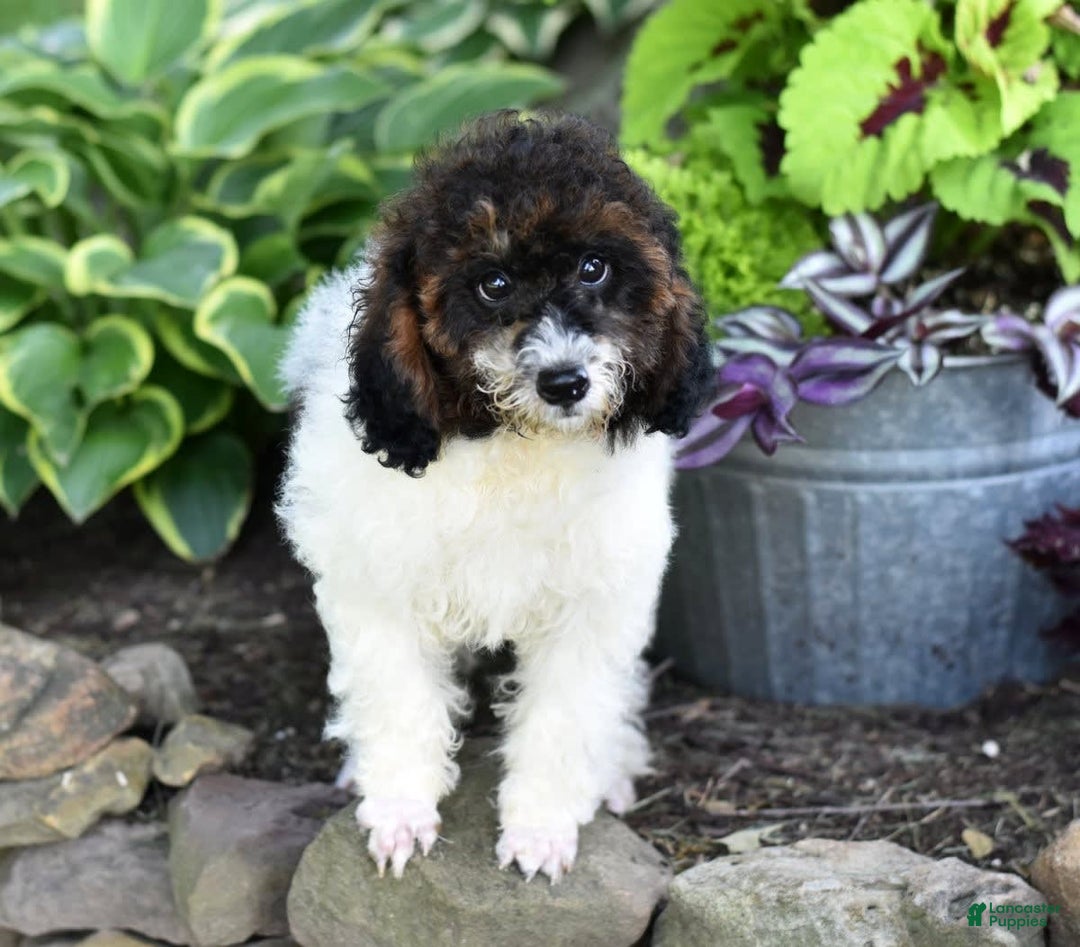 Miniature Poodle dogs for sale: Austin - Image 3