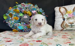 Miniature Poodle dogs for sale: Zella - Image 2