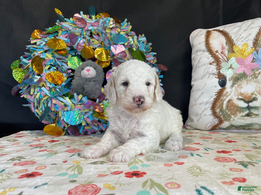 Miniature Poodle dogs for sale: Zella - Image 2