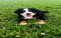 Bernese Mountain Dog dogs for sale: Bernese Mountain Dog 8 puppies - Image 1