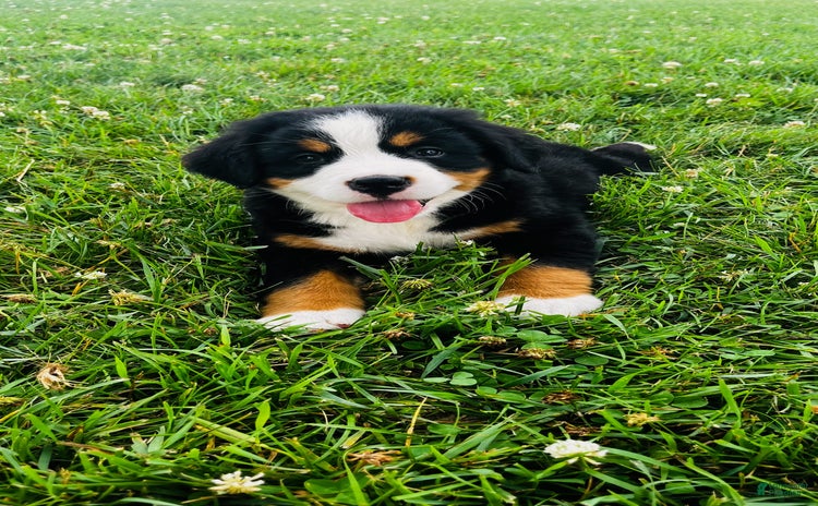Bernese Mountain Dog dogs for sale - Ad 5