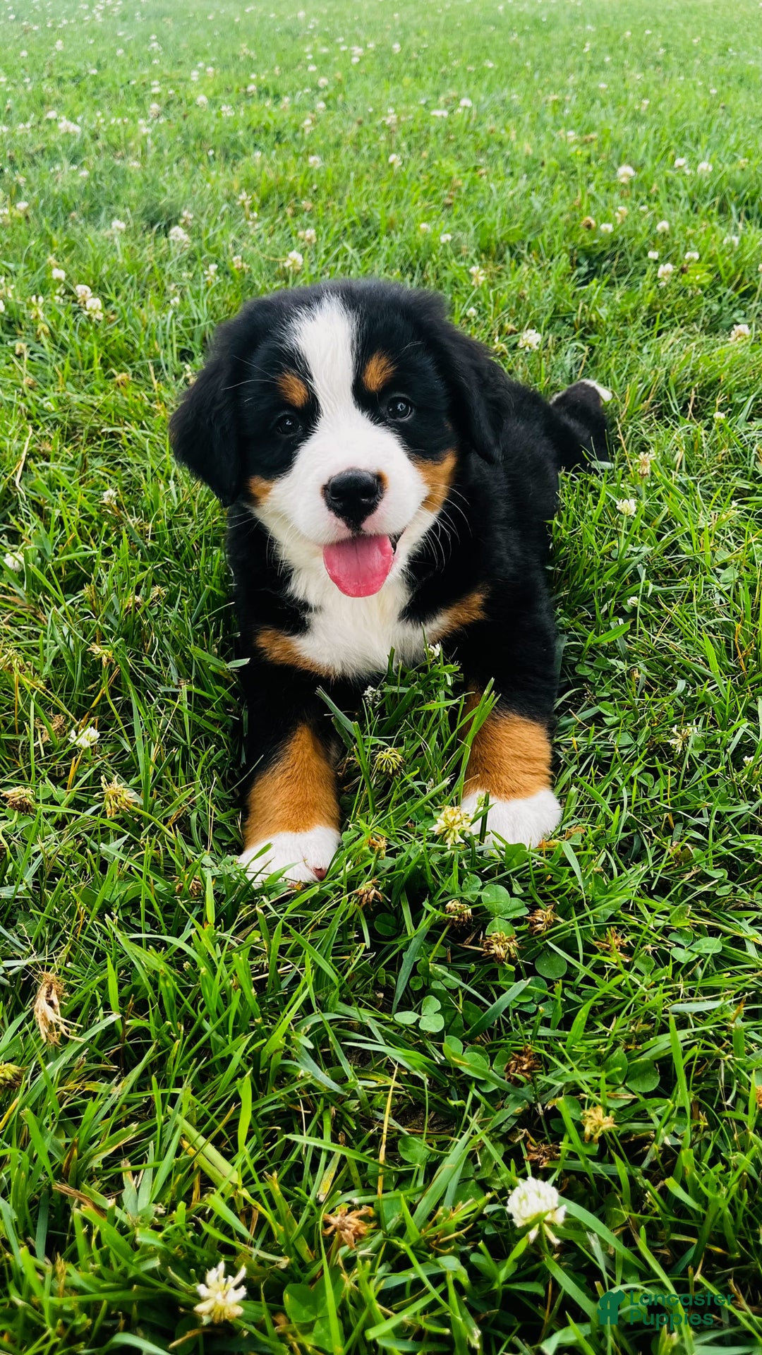 Bernese Mountain Dog dogs for sale: Bernese Mountain Dog 8 puppies - Image 1