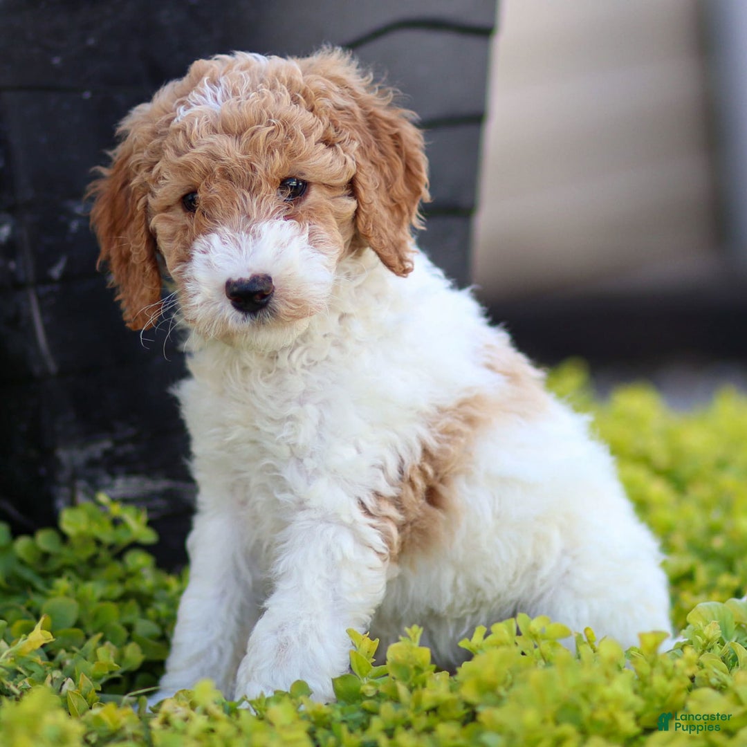 Standard Poodle dogs for sale: Rainay - Image 2