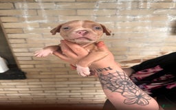 American Bully dogs for sale: Little Leo - Image 1